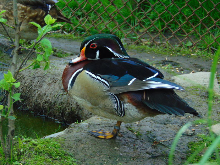 DSC07923 - Rate caroline