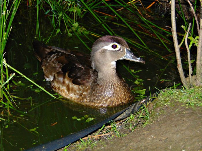 DSC08482 - Rate caroline