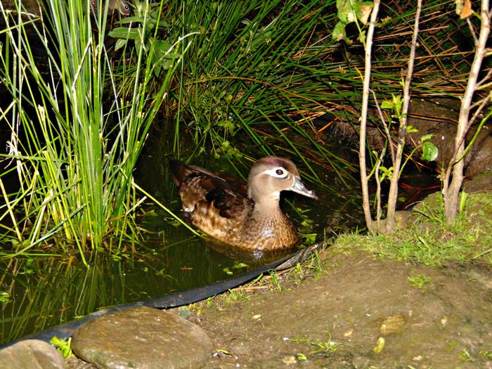 DSC08483 - Rate caroline