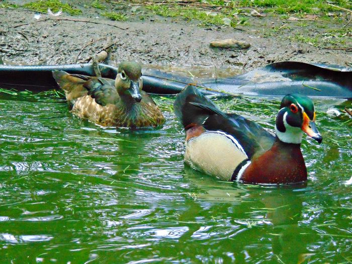 DSC08514 - Rate caroline