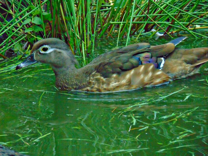 DSC08531 - Rate caroline