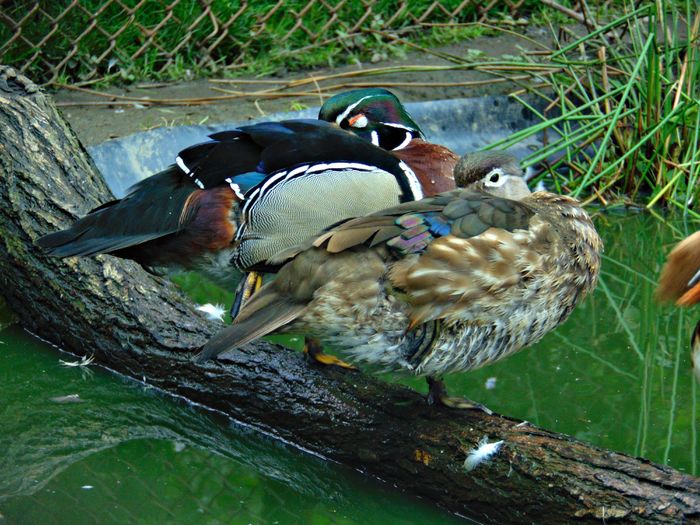 DSC08563 - Rate caroline