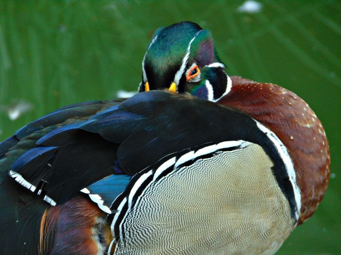 DSC08573 - Rate caroline