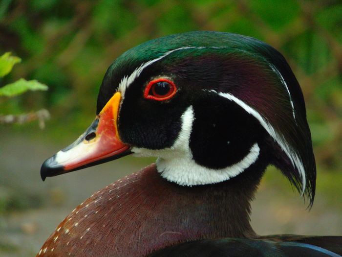 DSC07915 - Rate caroline