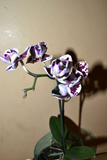 orhidee patata (2)