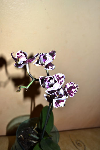 orhidee patata (7) - Orhidee