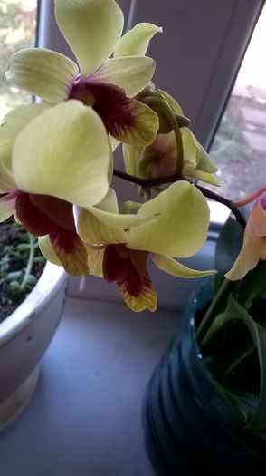 dendrobium 2 - Orhidee