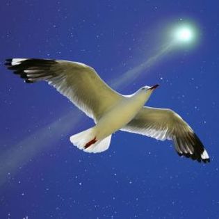 61451_f3f526c17a41796007cb18410f8e2bdb_mdsq - BIRDS