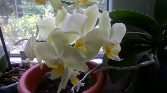 WP_20150625_12_43_58_Pro - Orhidee