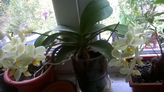 WP_20150625_12_44_51_Pro - Orhidee