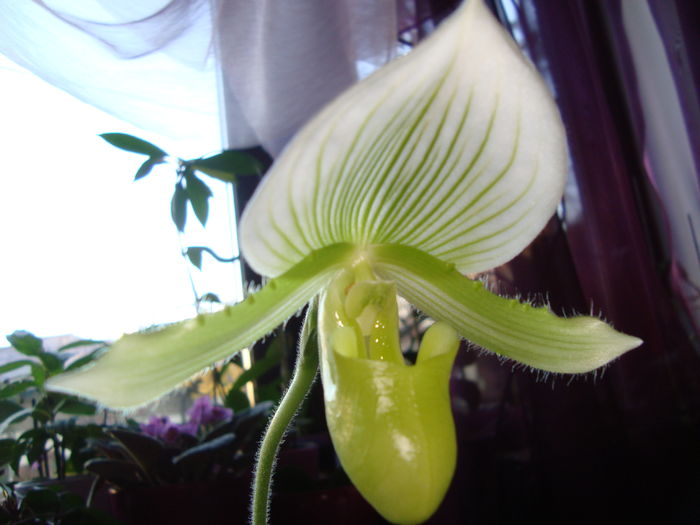 rinflorita la mine - Orhidee