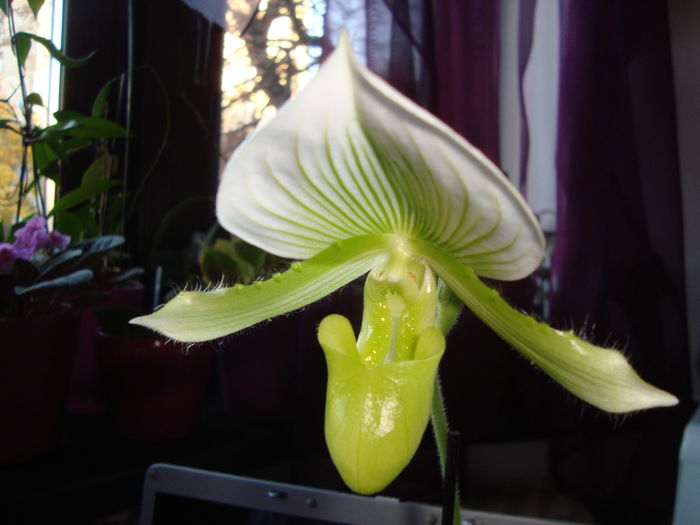 Picture 300 - Orhidee