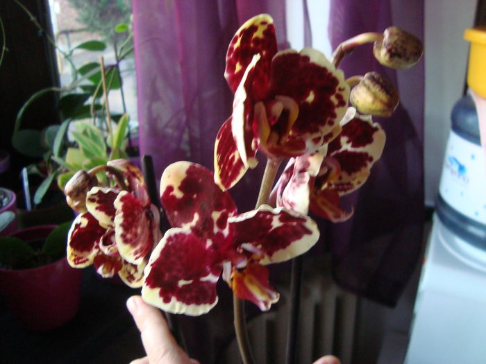 Picture 292 - Orhidee