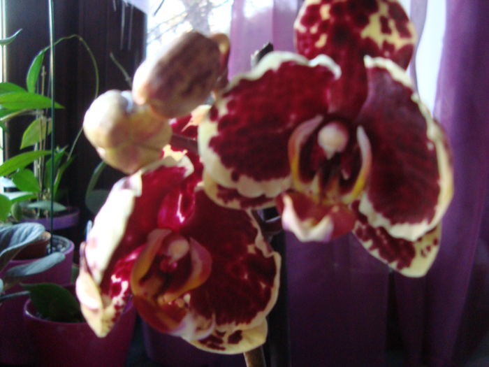 Picture 294 - Orhidee