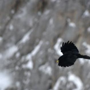 61465_da9e9e4a36c9d9c3aa952488b105a275_mdsq - BIRDS