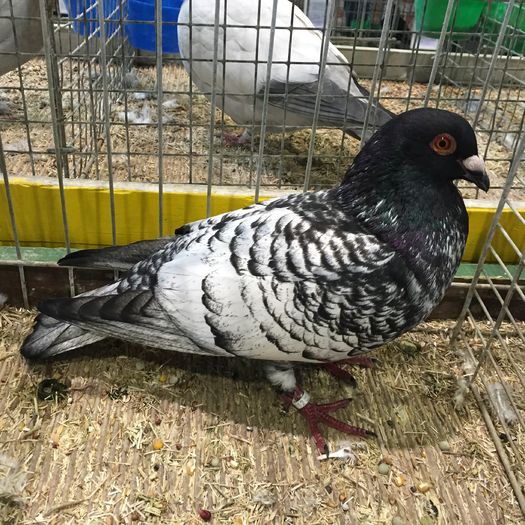 13486 cap colorat brive - 1534a forma