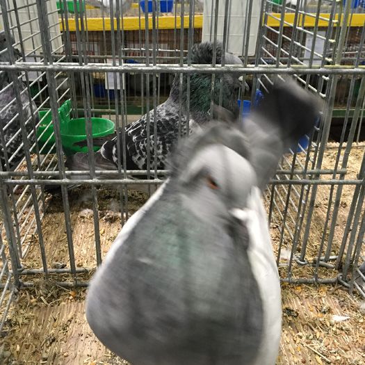 13523c - 1534a forma