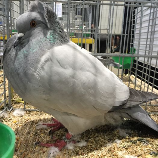 13545b - 1534a forma