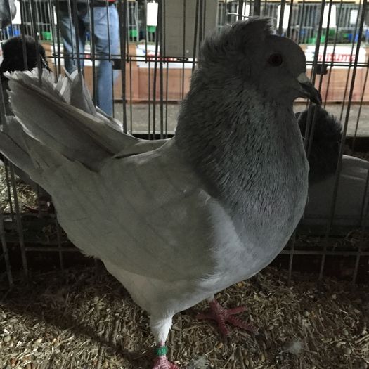 13578a - 1534a forma