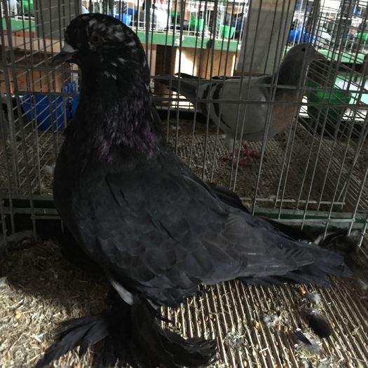 13758a - 1534a forma