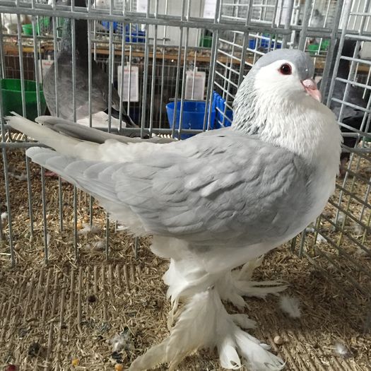 13809 lahore - 1534a forma