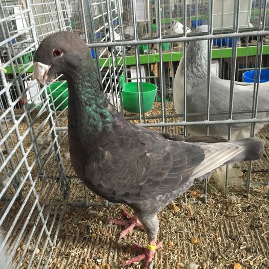 13929a gb homer - 1534a forma