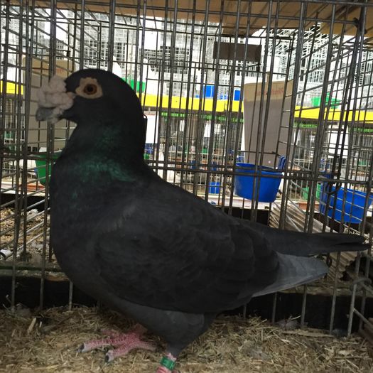 14016 v exp italian - 1534a forma