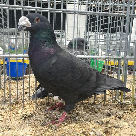 14019a - 1534a forma