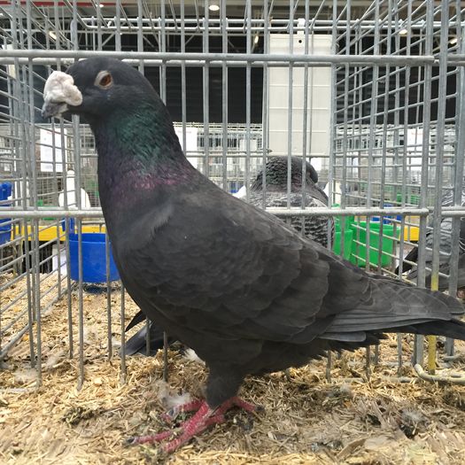 14019b - 1534a forma