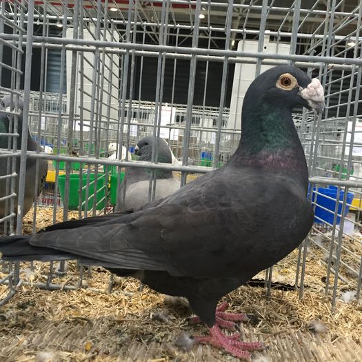 14025a - 1534a forma