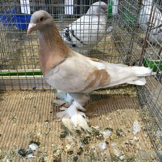 14295b - 1534a forma