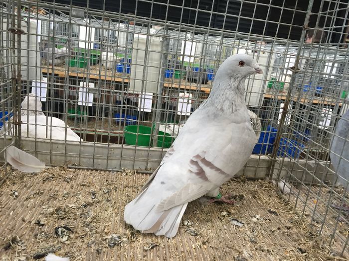 14467b - 1534a forma