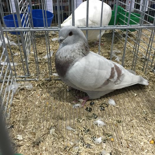 14477 v liege - 1534a forma