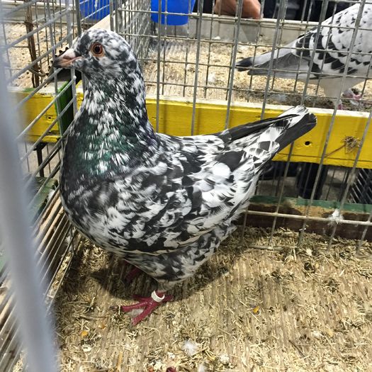 14551 texan_3656 - 1534a forma