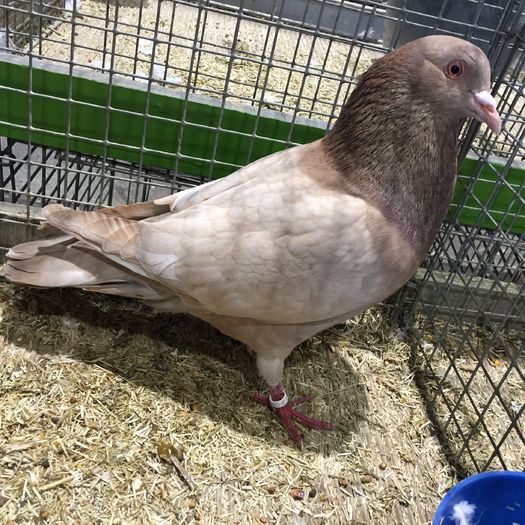 14581a - 1534a forma