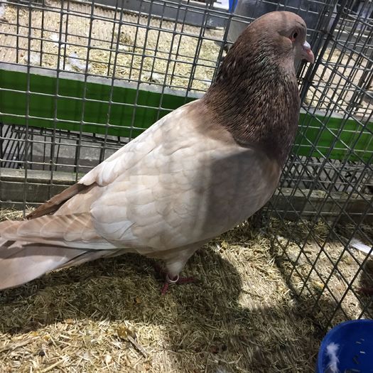 14581b - 1534a forma