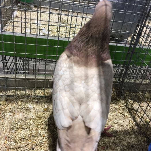 14581c - 1534a forma