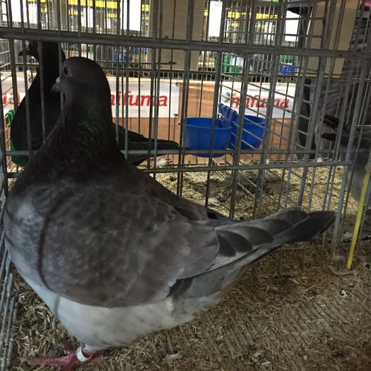 14620a - 1534a forma