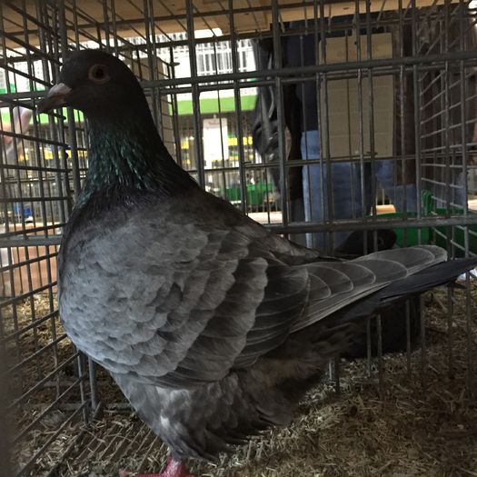 14626a - 1534a forma