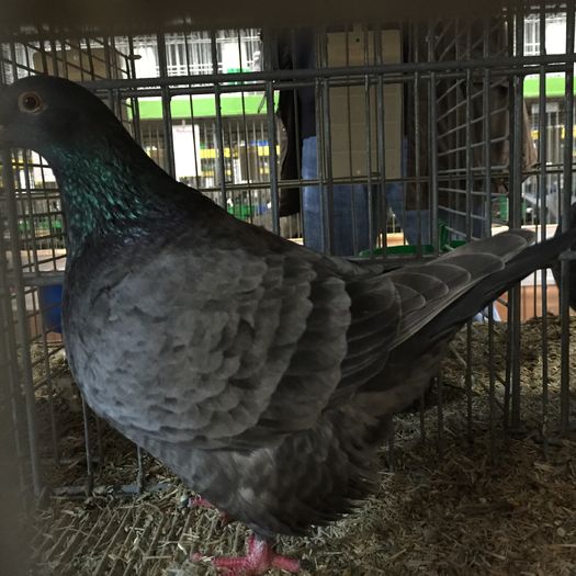 14626b - 1534a forma