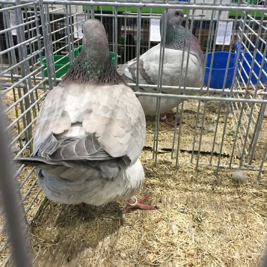 14653b - 1534a forma