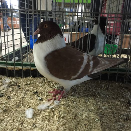 14974 strasser moravia - 1534a forma