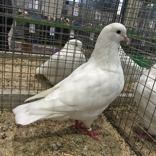 15117 mittelhausen - 1534a forma