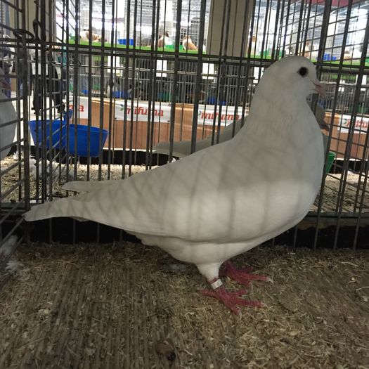 15120a - 1534a forma