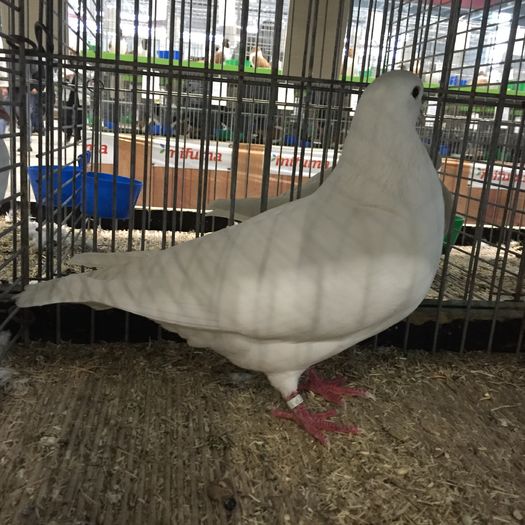 15120b - 1534a forma