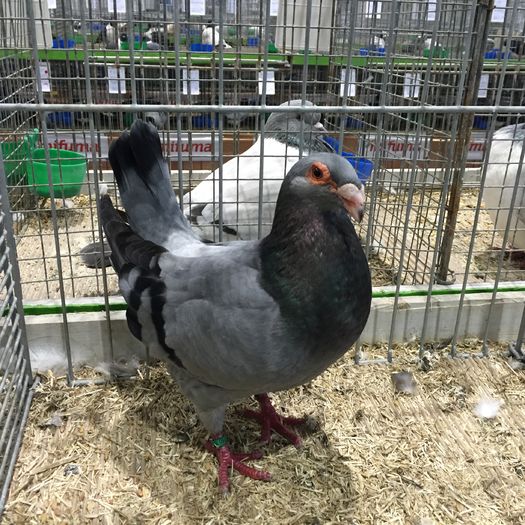 15137a por spaniol - 1534a forma