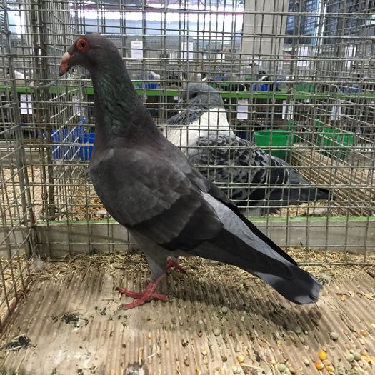 15147b - 1534a forma