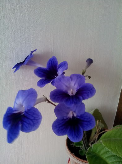 IMG_20151120_122559 - streptocarpus 2015