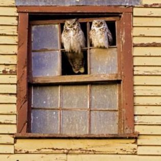 61562_5fd12929431fe6ea849ec3f715d6a745_mdsq - BIRDS