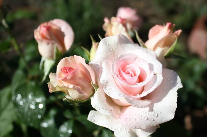 11377279_10204233774628715_2133781044801145795_n